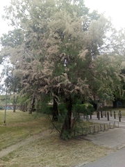 Tamarix gallica