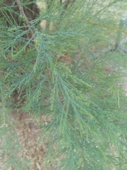 Tamarix gallica