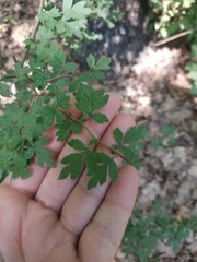 Crataegus microphylla