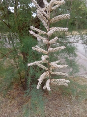 Tamarix gallica