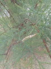 Tamarix gallica