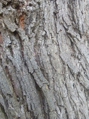 Tamarix gallica