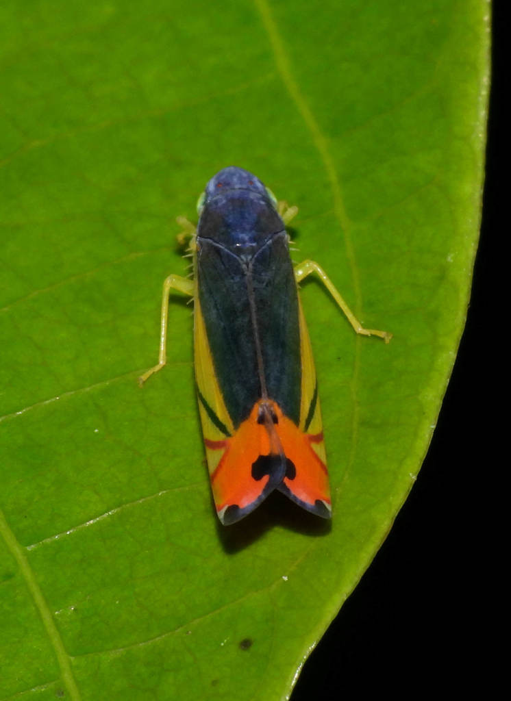 Diedrocephala