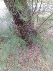 Tamarix gallica