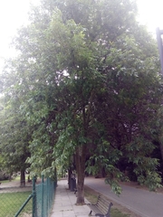 Fraxinus americana