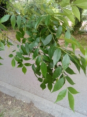 Fraxinus americana