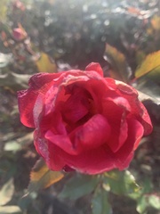 Rosa