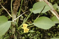 Limnocharis laforestii