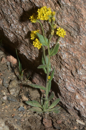 Image of Golden Draba (Draba aurea) by (c) Brian Finzel, some rights reserved (CC BY-SA)