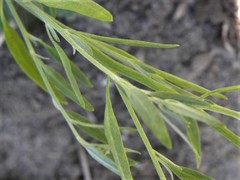 Chenopodium pratericola