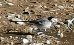 Motacilla alba