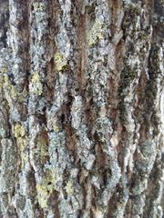 Fraxinus americana
