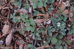 Potentilla micrantha