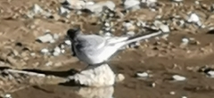 Motacilla alba