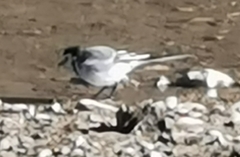 Motacilla alba