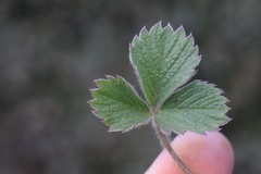 Potentilla micrantha