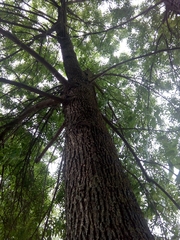 Fraxinus americana