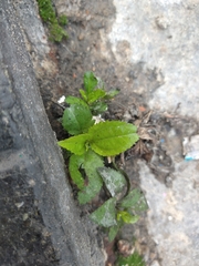 Tracheophyta