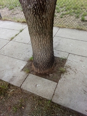 Fraxinus americana