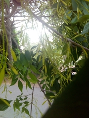 Fraxinus americana