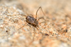 Dasylobus
