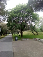 Celtis australis