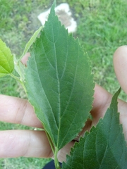 Celtis australis