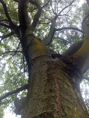 Celtis australis