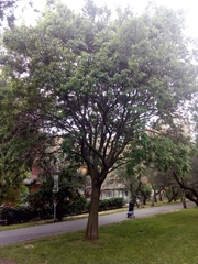 Celtis australis