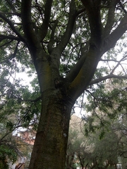Celtis australis