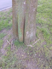Celtis australis