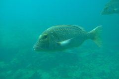 Lethrinus atkinsoni