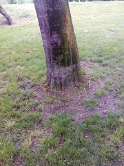 Celtis australis