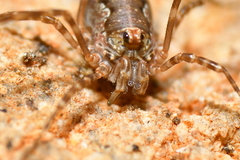 Dasylobus