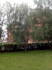 Betula pendula