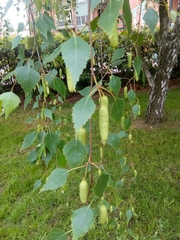 Betula pendula
