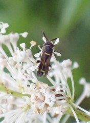 Leucospis affinis affinis