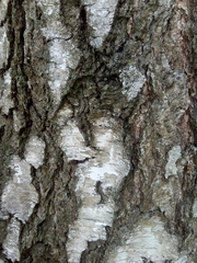 Betula pendula