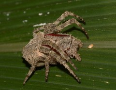 Parawixia audax