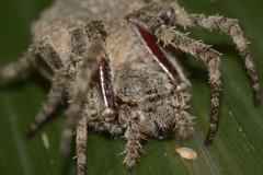 Parawixia audax