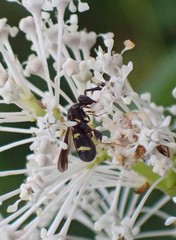 Leucospis affinis affinis