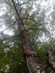 Betula pendula