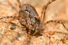 Dasylobus