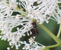 Leucospis affinis affinis