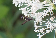 Leucospis affinis affinis