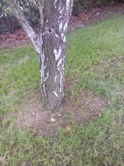 Betula pendula
