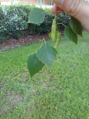 Betula pendula
