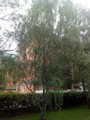 Betula pendula