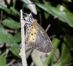 Acraea pentapolis epidica
