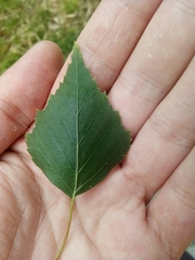 Betula pendula